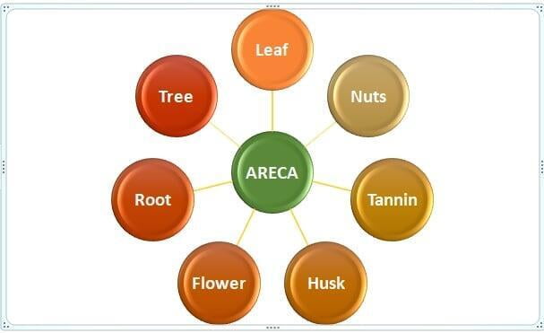 The Magical Areca